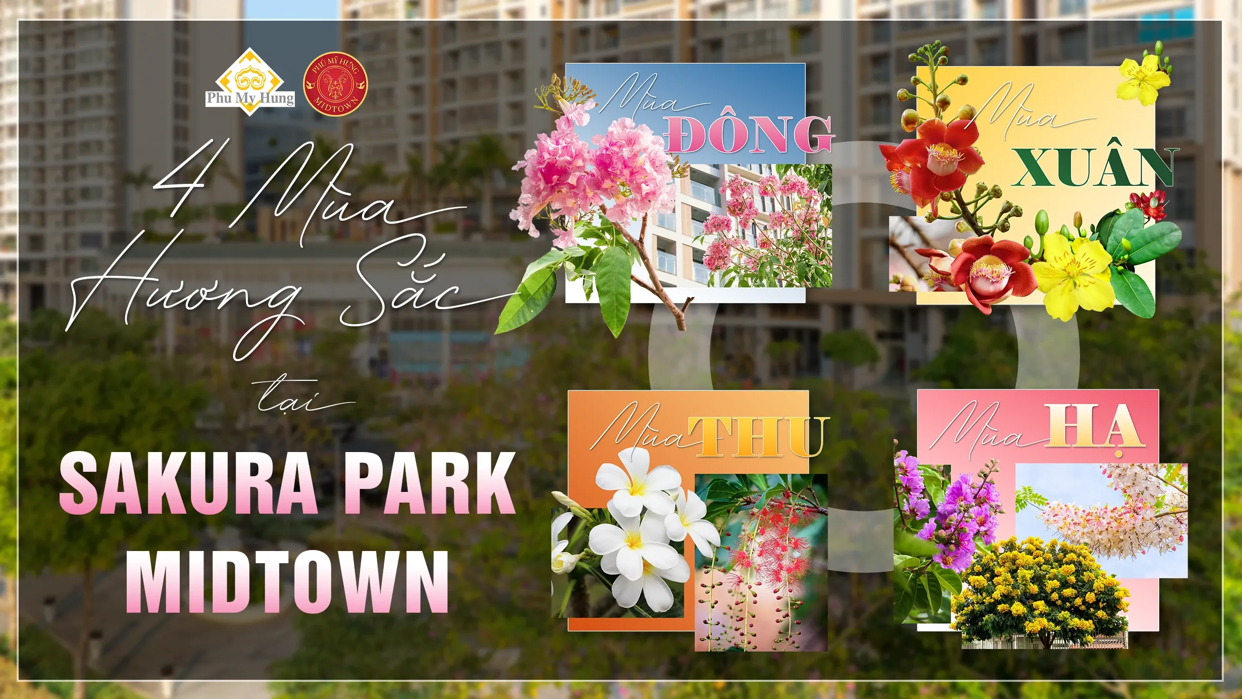 Các sắc thái đa dạng của hoa bằng lăng: hồng, trắng, tím